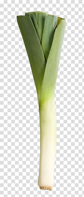 Shallot Garlic Vegetable Ingredient, garlic transparent background PNG clipart