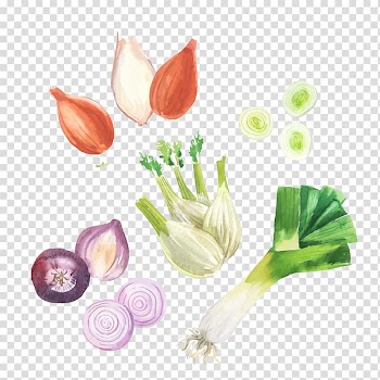 Shallot Vegetable Garlic, Painted vegetables transparent background PNG clipart