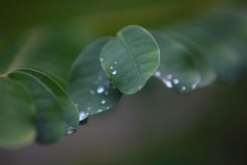 Shallow Depth of Field Photo of Green Leafed Plant