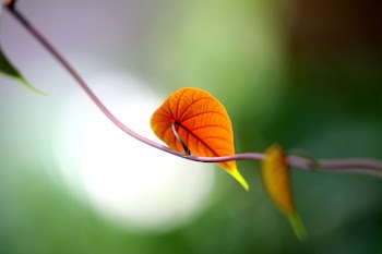 Shallow Depth of Field Photography of Brown Leaf