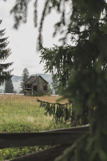shallow focos photo of brown wooden house surrounded by trees