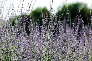 Shallow Focus Flowers