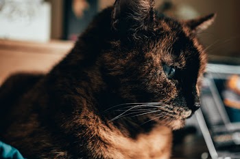 Shallow Focus of Brown Cat