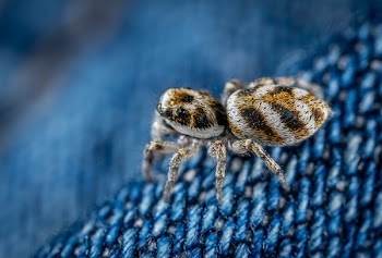 Shallow Focus of Brown Spider