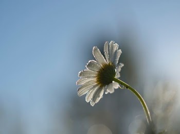shallow focus of daisy during daytime