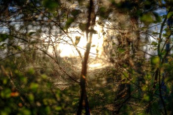 Shallow Focus of Green and Brown Plants With Brown Light Photo