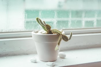 Shallow Focus of Green Cactus plant