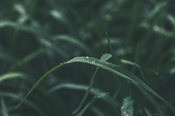 Shallow Focus of Green Leaves