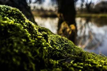 Shallow Focus of Green Moss