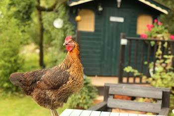 shallow focus of hen in front of shed