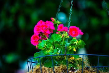 Shallow Focus of Pink Bloom Flowers