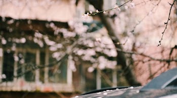 Shallow Focus of Pink Flowers
