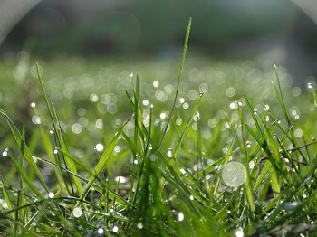 Shallow Focus of Raindrops On Green Grass