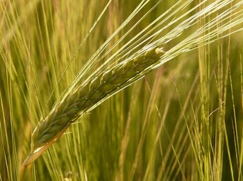 Shallow Focus of Wheat Grains