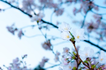 Shallow Focus of White Flowers