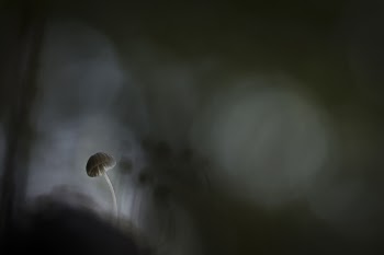 Shallow Focus of White Mushroom Painting