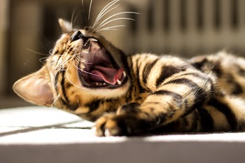 Shallow Focus of Yawning Cat