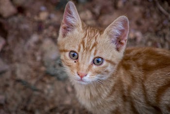 Shallow Focus Photo of a brown Cat