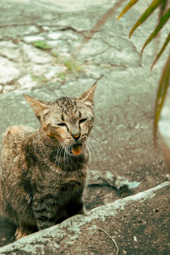 Shallow Focus Photo Of A Brown Cat In A Street
