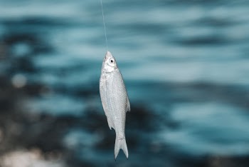 Shallow Focus Photo Of A Fish