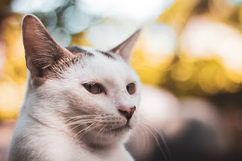Shallow Focus Photo of a White Cat