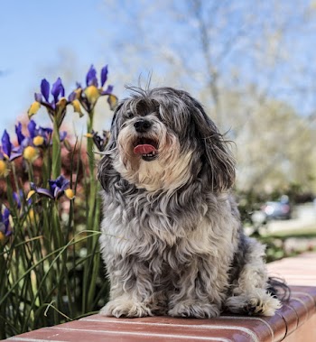 Shallow Focus Photo Of Black And White Shih Tzu