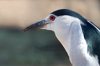 Shallow Focus Photo of Black-Crowned Night-Heron