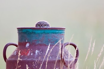 shallow focus photo of black milk tank