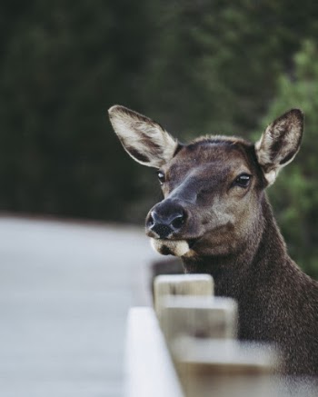 Shallow Focus Photo of Brown Animal