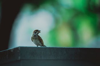 shallow focus photo of brown bird