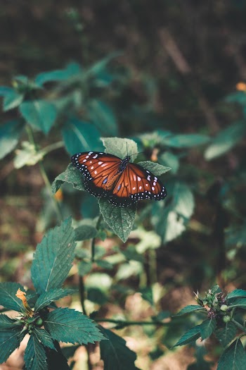Shallow Focus Photo Of Brown Butterfly