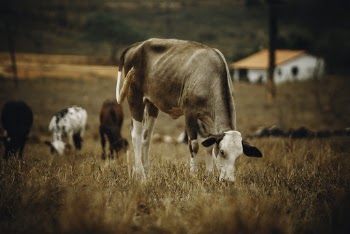 Shallow Focus Photo of Brown Cow