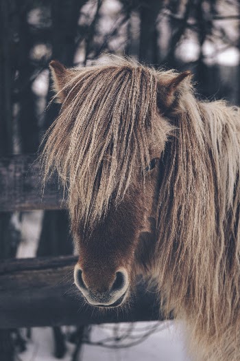 Shallow Focus Photo Of Brown Horse