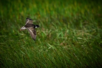 Shallow Focus Photo of Brown Hummingbird Flying
