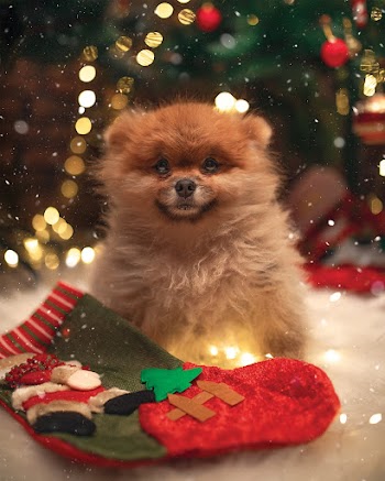 Shallow Focus Photo of Brown Puppy
