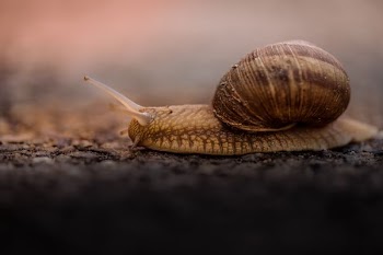 shallow focus photo of brown snail