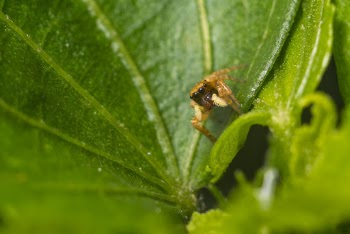Shallow Focus Photo Of Brown Spider