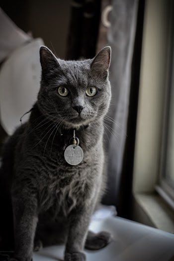 Shallow Focus Photo of Cat
