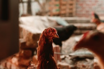Shallow Focus Photo of Chicken