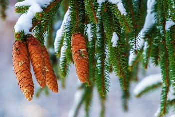 Shallow Focus Photo of conifer cone