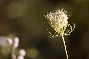 Shallow Focus Photo of Dandelion