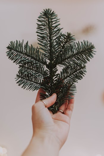 Shallow Focus Photo of Dark Green Leaves