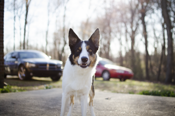 Shallow Focus Photo of Dog