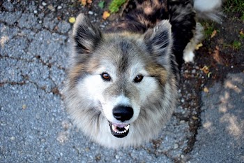 Shallow Focus Photo of Dog
