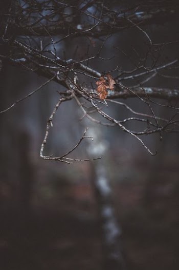 shallow focus photo of dried leaves on naked tree outdoors