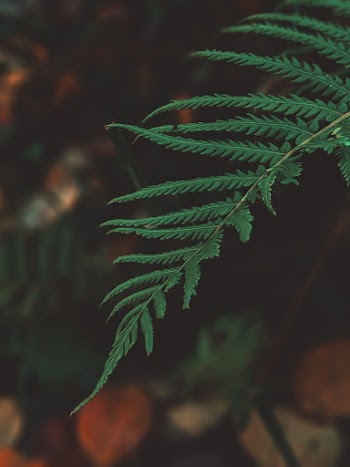 Shallow Focus Photo of Fern Leaves