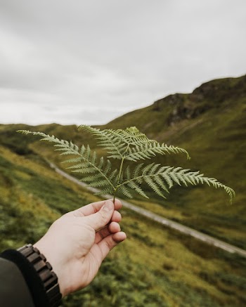 Shallow Focus Photo of Fern Leaves Held By A Person