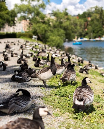 Shallow Focus Photo of Geese  Beside a Body of Water