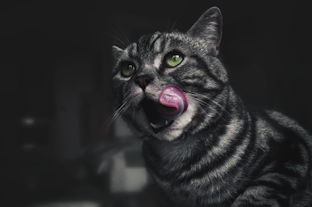 Shallow Focus Photo of Gray Cat