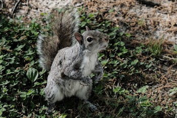Shallow Focus Photo of Gray Squirrel